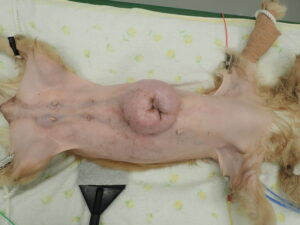 乳腺腫瘍にかかった犬